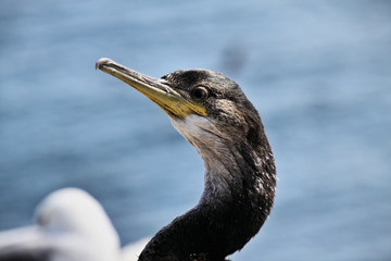 A view of a Cormorant