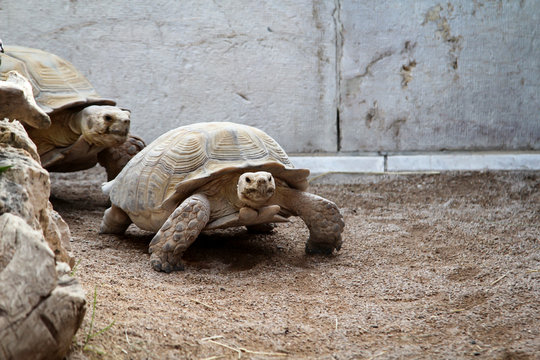 Nahaufnahme einer alten und riesigen Landschildkr&ouml;te
