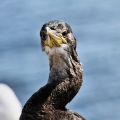 A view of a Cormorant