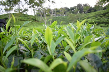 green grass in the morning
