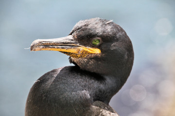 A view of a Cormorant