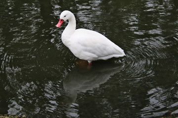 A view of a Coscoroba Swan on the water