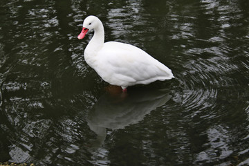 A view of a Coscoroba Swan on the water