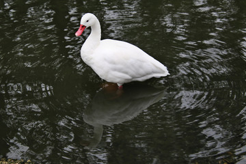 A view of a Coscoroba Swan on the water