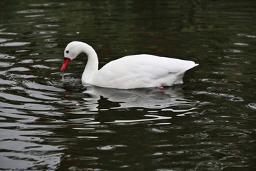 A view of a Coscoroba Swan on the water