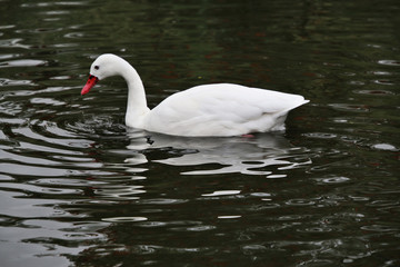 A view of a Coscoroba Swan on the water