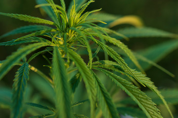Close up of cannabis leafs growing outdoor.