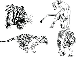 set of vector drawings on the theme of predators tigers are drawn by hand with ink tattoo logos