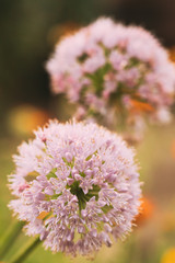 Decorative Allium Onion Blossomed White Flowers In Garden