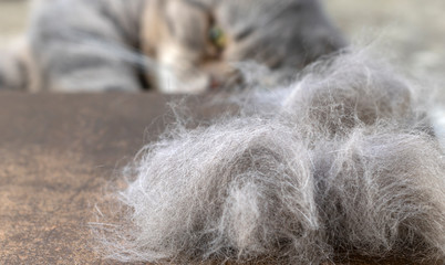 Obraz premium Gray cats wool in front of lazy lying cat.