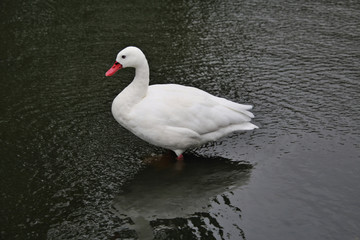 A view of a Coscoroba Swan on the water