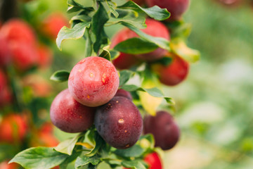 Ripe Prunus berries on Prunus trees In Summer Vegetable Garden.