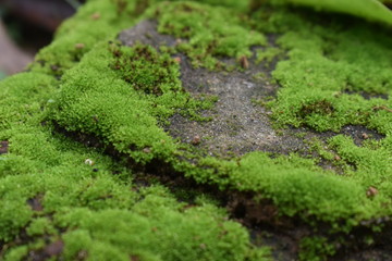 Obraz premium moss on a tree trunk
