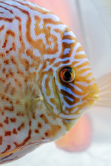 Nahaufnahme, Portrait von Diskusfischen im Aquarium.