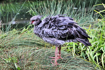 A Crested Screamer