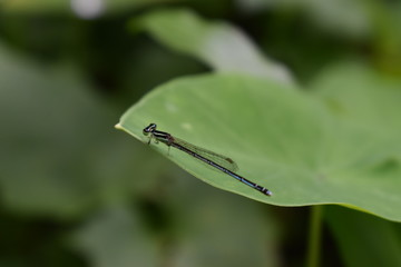 LITTLE DRAGON FLY