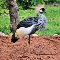 A view of a Crowned Crane