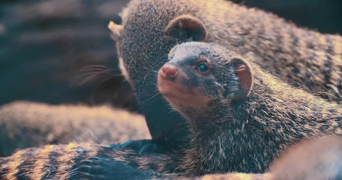 close up of mongoose from the front looking into the camera