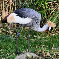 A close up of a Crowned Crane