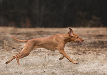 running dog on the field