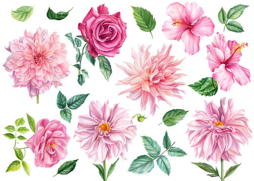 Set of watercolor flowers and leaves, pink dahlia, rose, hibiscus, isolated white background, botanical illustration