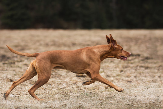 Vizsla Running On The Field