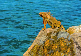 An iguana stands proud on the harbour defenses at Marigot in St Martin