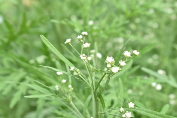 wild flowers in the grass