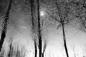 Black and white photo of trees in the forest. Belarus. Reflection in water.