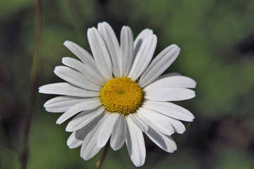 daisy flower closeup