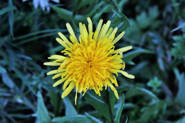 yellow dandelion flower