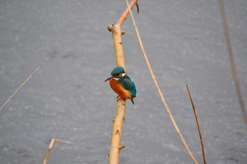 Kingfisher waiting