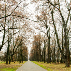Obraz premium Rainy autumn day in a city park in Minsk, Belarus. Walking in the rain. Wet fresh clean gray asphalt, haze and humid air. Fallen leaves, bare trees. 