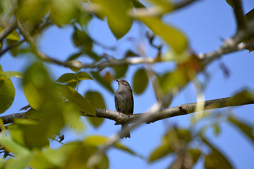 bird on a branch