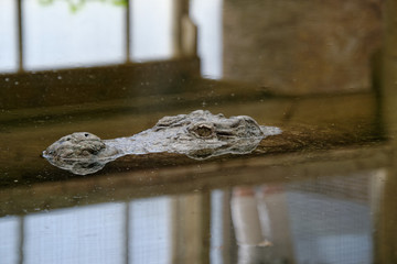 Alligator on surface