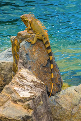A large male iguana alert on the harbour defenses at Marigot in St Martin