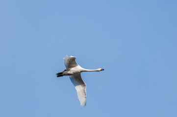 Bewick's Swan (Cygnus bewickii) in Barents Sea coastal area, Russia