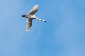 Bewick's Swan (Cygnus bewickii) in Barents Sea coastal area, Russia