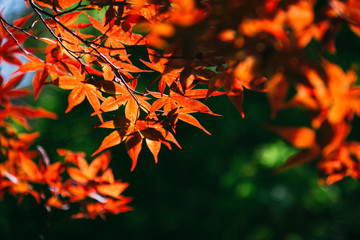 秋の紅葉したもみじ