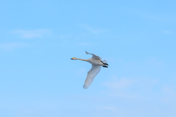 Bewick's Swan (Cygnus bewickii) in Barents Sea coastal area, Russia