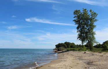 Cirrus clouds and a cottonwood tree at North Dunes Nature Preserve at Illinois Beach State Park at Lake Michigan