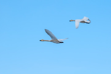 Fototapeta premium Bewick's Swan (Cygnus bewickii) in Barents Sea coastal area, Russia