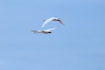 Bewick's Swan (Cygnus bewickii) in Barents Sea coastal area, Russia