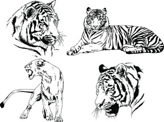 set of vector drawings on the theme of predators tigers are drawn by hand with ink tattoo logos