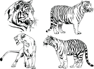 set of vector drawings on the theme of predators tigers are drawn by hand with ink tattoo logos