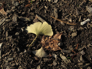 Yellow Gingko Leaves on Brown Bark Chips