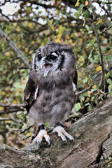 A view of an Eagle Owl