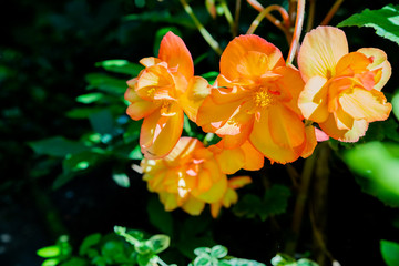 Big orange flowers of begonia in flowerpot in summer decorative garden . Seasonal flowers. Orange flowers of begonia. Macro photo with orange begonia. Summer nature. Flower pot