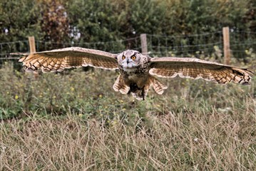 An Eagle Owl in flight