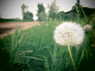 Naklejka premium Löwenzahn